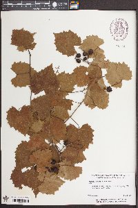 Vitis rotundifolia image