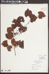 Vitis rotundifolia image