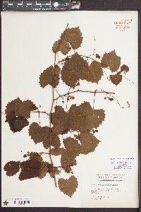 Vitis rotundifolia image