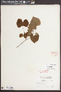 Vitis rotundifolia image