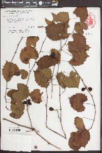 Vitis rotundifolia image