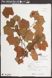 Vitis rotundifolia image