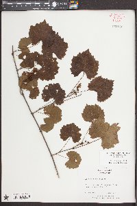 Vitis rotundifolia image