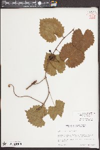 Vitis rotundifolia image