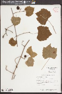 Vitis rotundifolia image