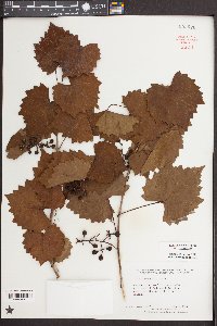 Vitis rotundifolia image