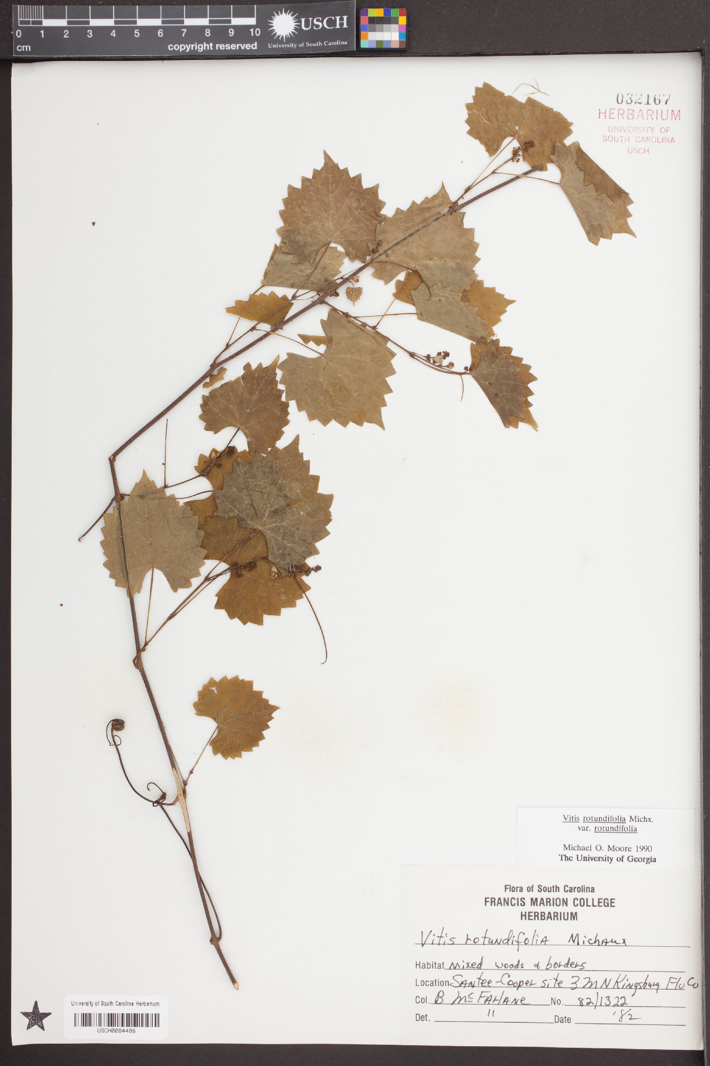 Vitis rotundifolia image