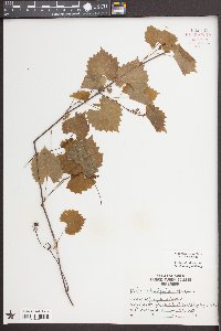 Vitis rotundifolia image