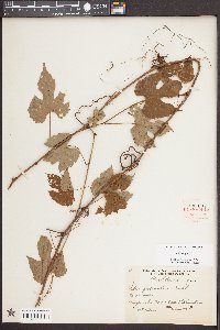 Vitis vulpina image