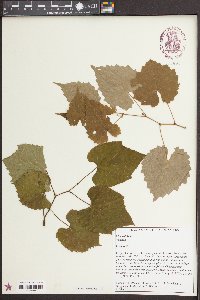 Vitis vulpina image