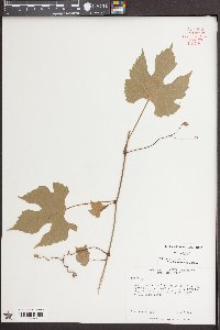 Vitis vulpina image