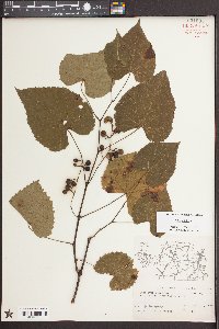 Vitis vulpina image