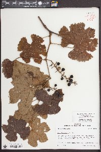 Vitis aestivalis var. lincecumii image