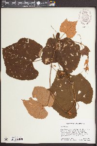 Vitis labrusca image