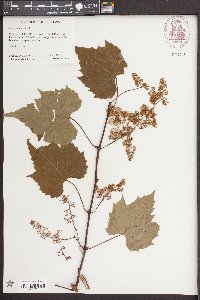 Vitis palmata image