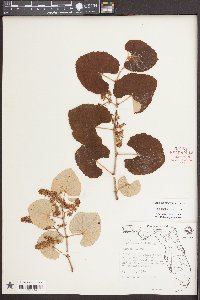 Vitis shuttleworthii image