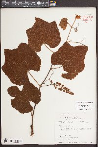 Vitis aestivalis var. aestivalis image