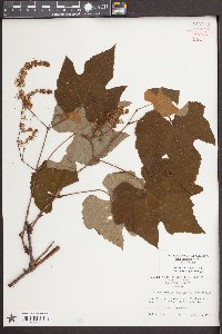 Vitis aestivalis var. aestivalis image