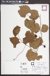 Vitis rotundifolia image