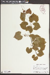 Vitis rotundifolia image