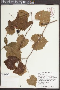 Vitis rotundifolia image