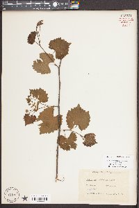 Muscadinia rotundifolia image