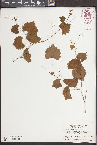 Vitis rotundifolia image