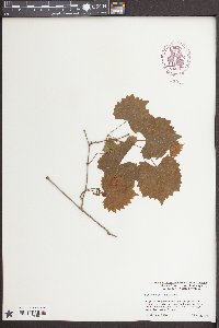 Vitis rotundifolia image