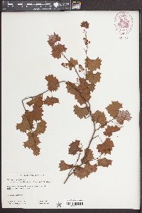 Vitis rotundifolia var. munsoniana image