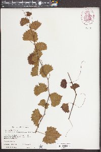 Vitis rotundifolia image