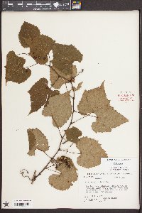 Vitis vulpina image