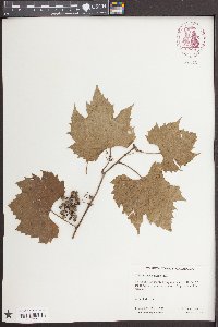 Vitis acerifolia image