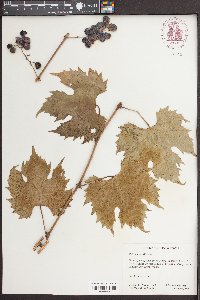 Vitis riparia image