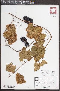 Vitis riparia image