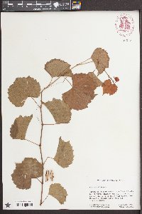 Vitis rupestris image