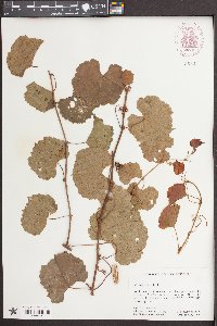 Vitis rupestris image