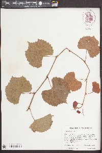 Vitis rupestris image