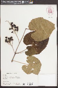 Vitis vulpina image