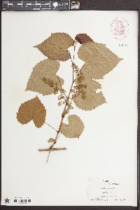 Vitis vulpina image