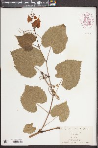 Vitis vulpina image