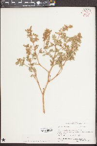 Kallstroemia parviflora image