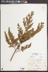 Larrea tridentata image