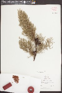 Chamaecyparis thyoides image