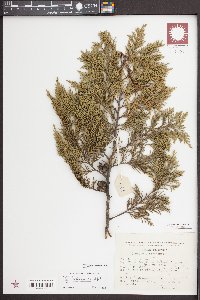 Cupressus lusitanica image