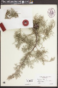 Cupressus arizonica image