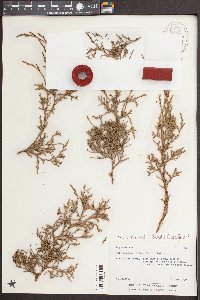 Juniperus silicicola image