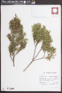 Juniperus virginiana var. silicicola image