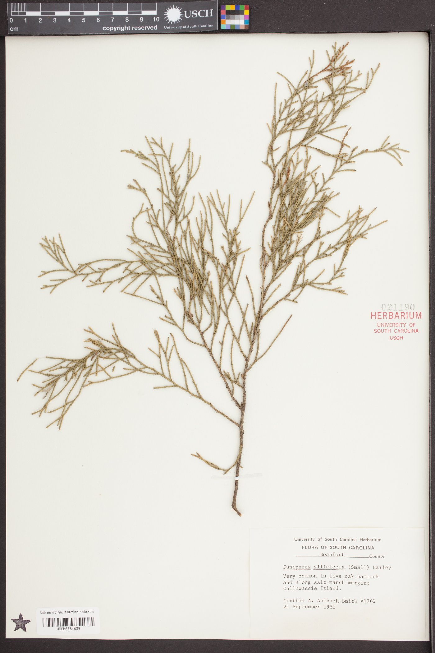 Juniperus virginiana var. silicicola image