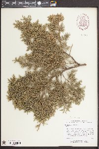 Juniperus virginiana var. silicicola image