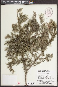 Juniperus silicicola image